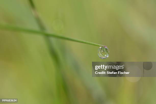 hanging by a silk thread - fischer stock pictures, royalty-free photos & images