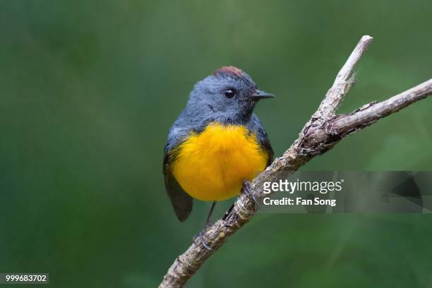 slate-throated redstart - redstart stock pictures, royalty-free photos & images