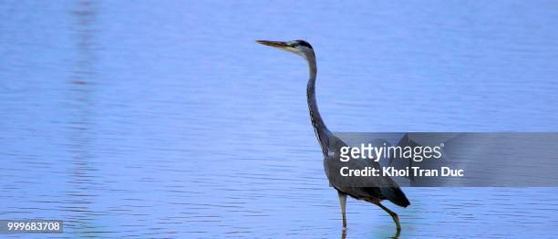 grey heron - duc stock pictures, royalty-free photos & images