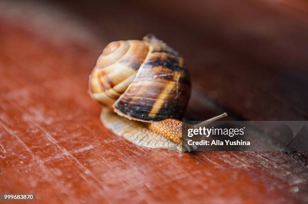 snail - garden snail stock pictures, royalty-free photos & images