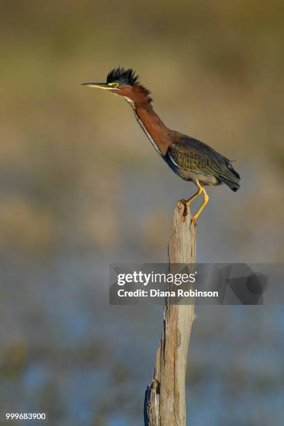 green heron (butorides virescens) on tree stump at babcock wildl - アメリカササゴイ ストックフォトと画像