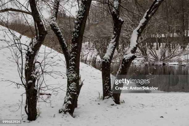 495 - european beech stock pictures, royalty-free photos & images