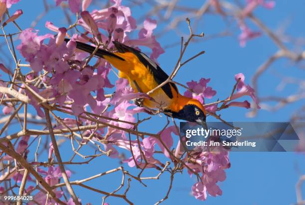 orange-backed troupial (icterus croconotus) feeding on tabebuia (tabebuia heptaphylla) flowers,... - sanderling stock-fotos und bilder