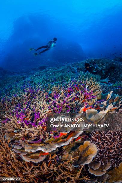 diver behind coral - perspectiva de un submarinista fotografías e imágenes de stock