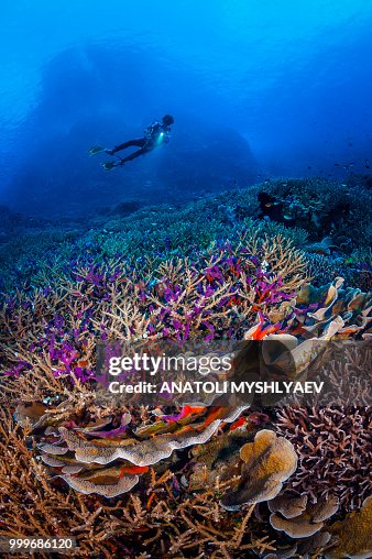 Diver Behind Coral Diver Behind Coral