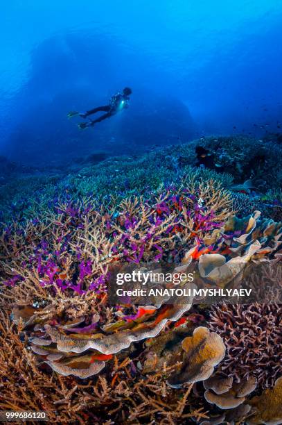 diver behind coral - north sulawesi 個照片及圖片檔