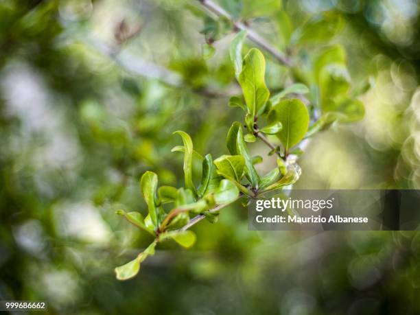 b () - albanese stock pictures, royalty-free photos & images