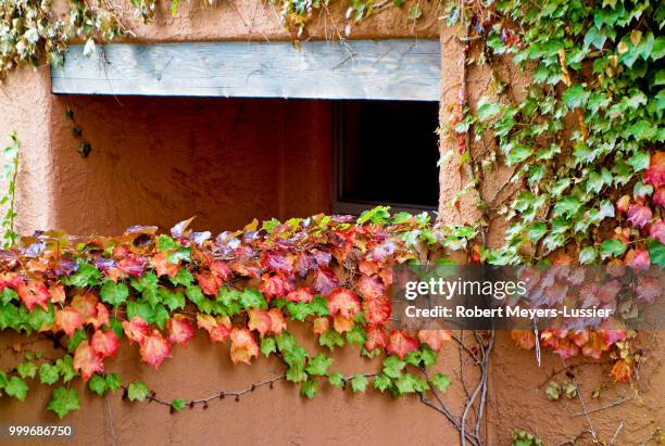 autumn ivy on adobe - meyers stock pictures, royalty-free photos & images