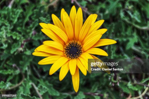 spring3 - spring3 stock pictures, royalty-free photos & images