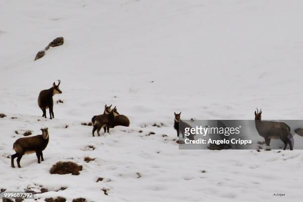 chamois in the snow - artiodactyla stock pictures, royalty-free photos & images