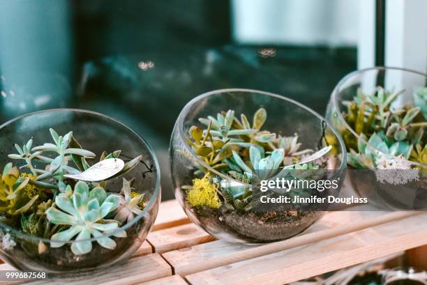 succulent bowls - jinnifer douglass stockfoto's en -beelden