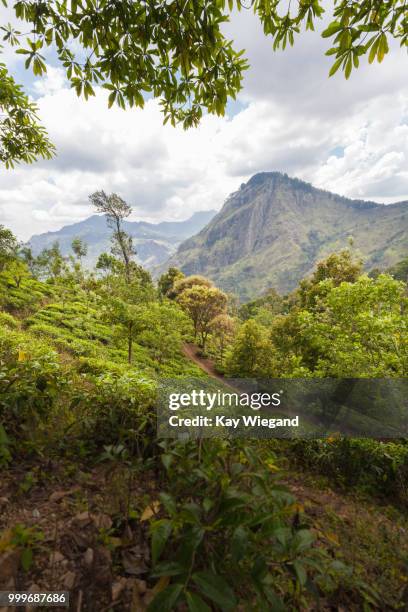 green paradise in sri lanka - lanka stock pictures, royalty-free photos & images