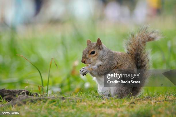 yummy! - yummy stock pictures, royalty-free photos & images