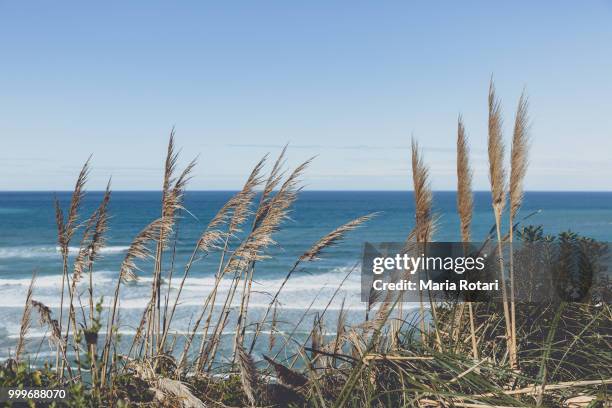 Salt Water Reeds 9,769 Reeds Stock Photos, High-Res Pictures, and Images - Getty Images
