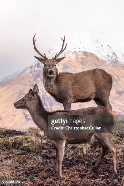 glen etive red deer in winter - glen etive stock pictures, royalty-free photos & images