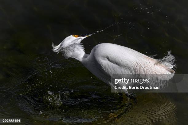 the shake - snowy egret stock pictures, royalty-free photos & images