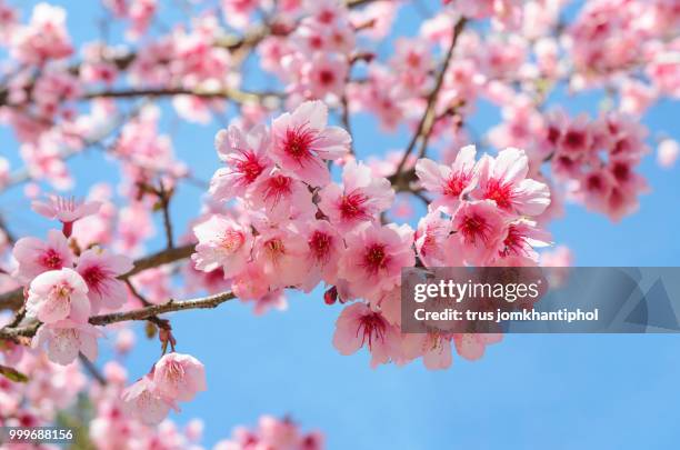full bloom japanese pink sakura - sakura photos et images de collection