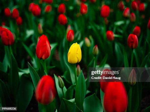 park avenue tulips - park avenue ストックフォトと画像