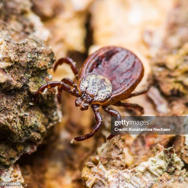 encephalitis or lyme virus infected tick arachnid insect crawlin - succhiare il sangue foto e immagini stock