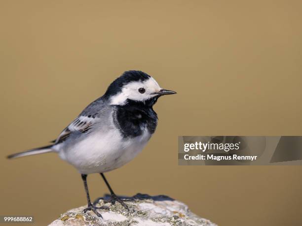 white wagtail on a stone with a soft background - wagtail stock pictures, royalty-free photos & images