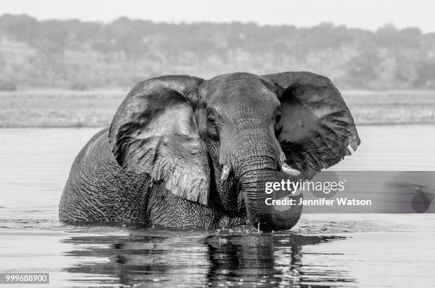 african bush elephant and reflection - watson stock pictures, royalty-free photos & images