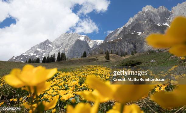 colors of the alps - malte stock pictures, royalty-free photos & images
