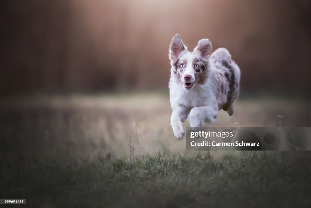 Mini Aussie Runt Running Mini Aussie High-Res Stock Photo - Getty Images