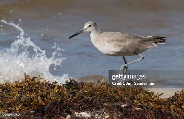 willet (tringa semipalmata) on the shoreline, pun - sanderling stock-fotos und bilder