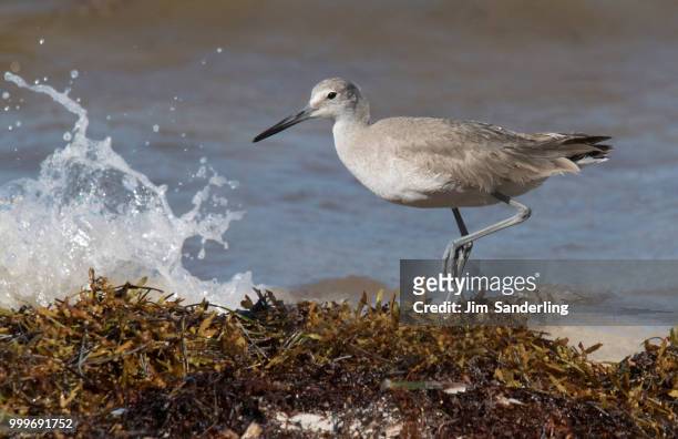 willet (tringa semipalmata) on the shoreline, pun - sanderling stock pictures, royalty-free photos & images