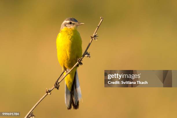 western yellow wagtail (motacilla flava) - wagtail stock pictures, royalty-free photos & images