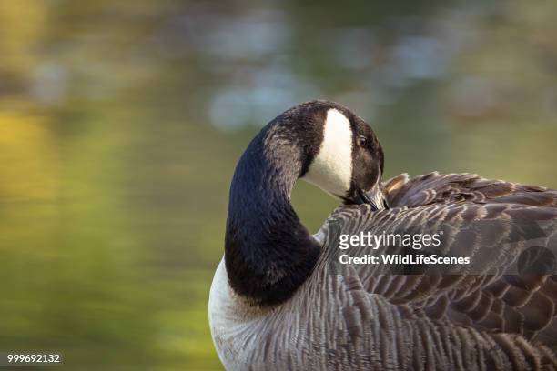 canada goose - magellangans stock-fotos und bilder