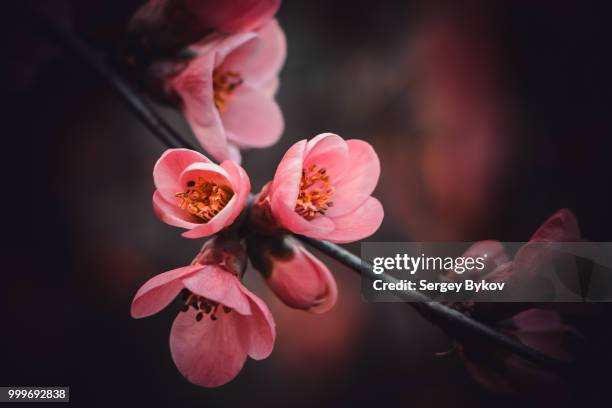 photo by: sergey bykov - sergey bykov stock pictures, royalty-free photos & images