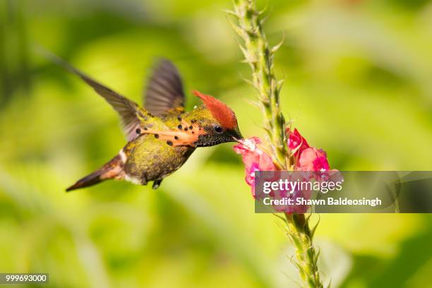 male tufted coquette - tufted coquette stock pictures, royalty-free photos & images