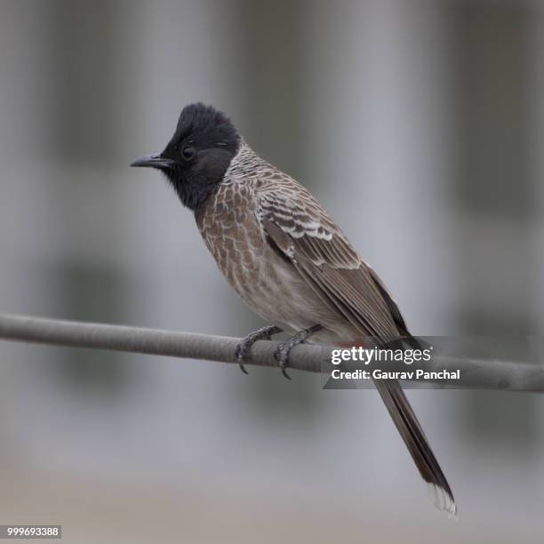 Bulbul Vip 7,755 Bulbul Stock Photos, High-Res Pictures, and Images - Getty Images