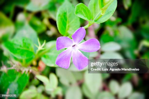beautiful violet flower - violet stock-fotos und bilder
