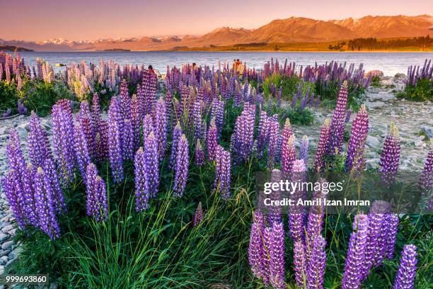 lupins at lake tekapo, mackenzie country, new zealand. - mackenzie country stock pictures, royalty-free photos & images