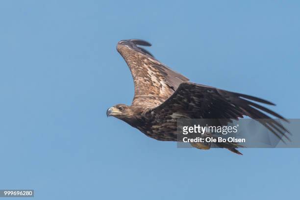 white tailed eagle - olsen stock pictures, royalty-free photos & images