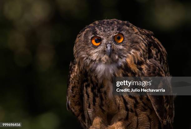 owl portrait - julio stockfoto's en -beelden