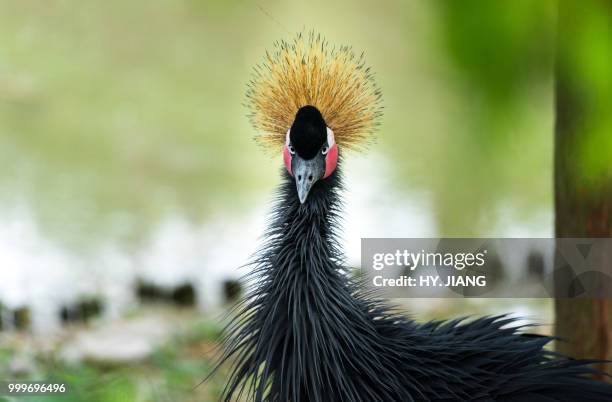 glare - grey crowned crane stock pictures, royalty-free photos & images
