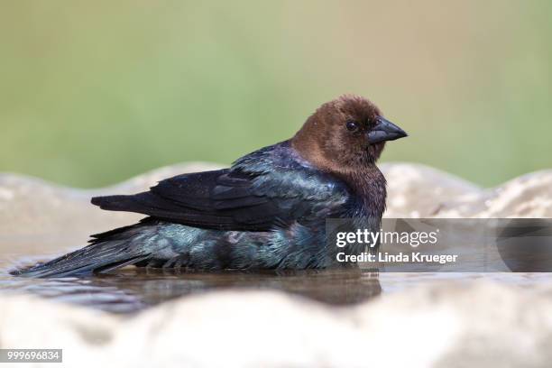 brown-headed cowbird - cowbird stock pictures, royalty-free photos & images