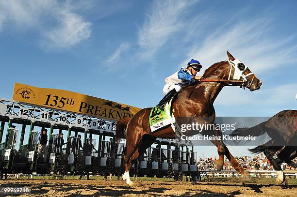 Preakness Stakes: Garrett Gomez in action aboard Dublin during start of race at Pimlico Race Course. Baltimore, MD 5/15/2010 CREDIT: Heinz Kluetmeier