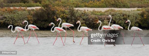 rosaflamingo, phoenicopterus roseus, greater flamingo - greater than stock-fotos und bilder