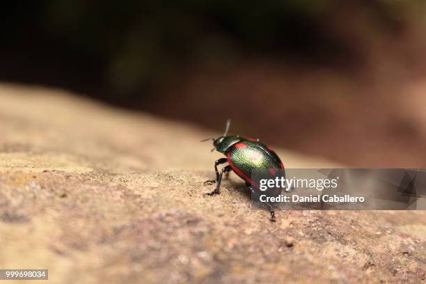 the beatle - caballero stockfoto's en -beelden