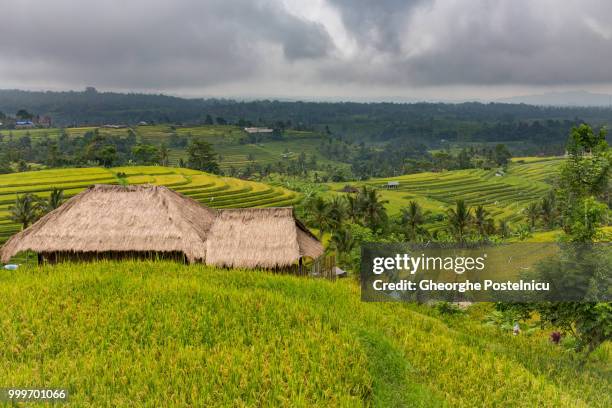 jatiluwih rice terrace - jatiluwih rice terraces stock pictures, royalty-free photos & images