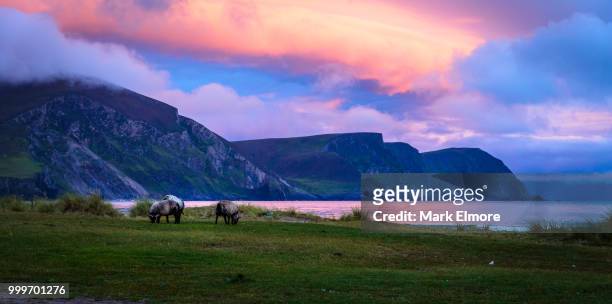 sheep grazing - elmore stock pictures, royalty-free photos & images
