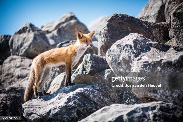 cute little fox 2 - heuvel fotografías e imágenes de stock