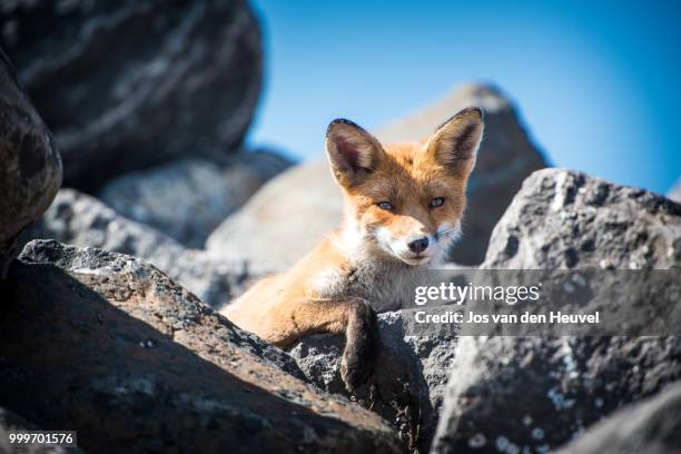 cute little fox 3 - heuvel imagens e fotografias de stock