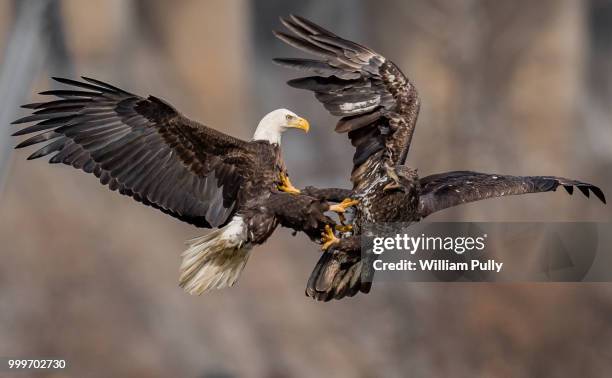 mid-air eagle battle - battle of jutland commemorated onboard last remaining ship hms caroline stockfoto's en -beelden