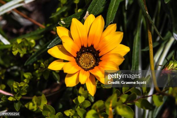 gazania linearis - australian ballet performs outdoor preview of graeme murphys firebird stockfoto's en -beelden