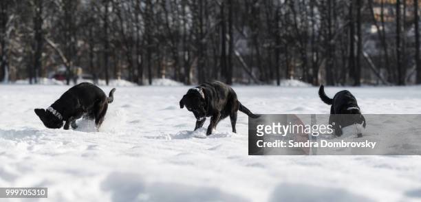 black labrador retriever is playing in the snow - black labrador 個照片及圖片檔